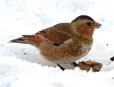 African crimson-winged finch