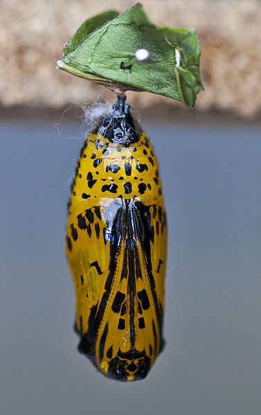 File:Cristálida de Cometa de papel (Idea leuconoe), Mariposario de Icod de los Vinos, Tenerife, España, 2012-12-13, DD 01.jpg