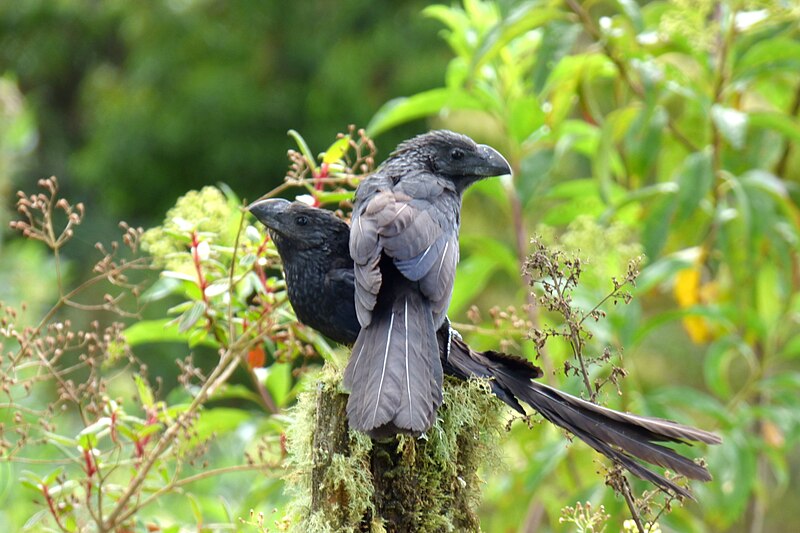 File:Crotophaga ani (Garrapatero común) (6) - Flickr - Alejandro Bayer.jpg