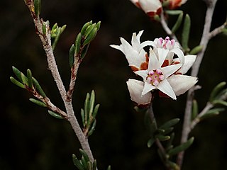 <i>Cryptandra speciosa</i> Species of flowering plant