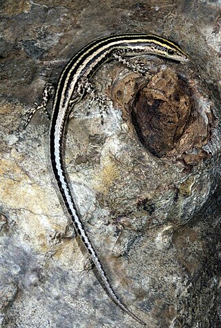 <i>Cryptoblepharus leschenault</i> Species of lizard