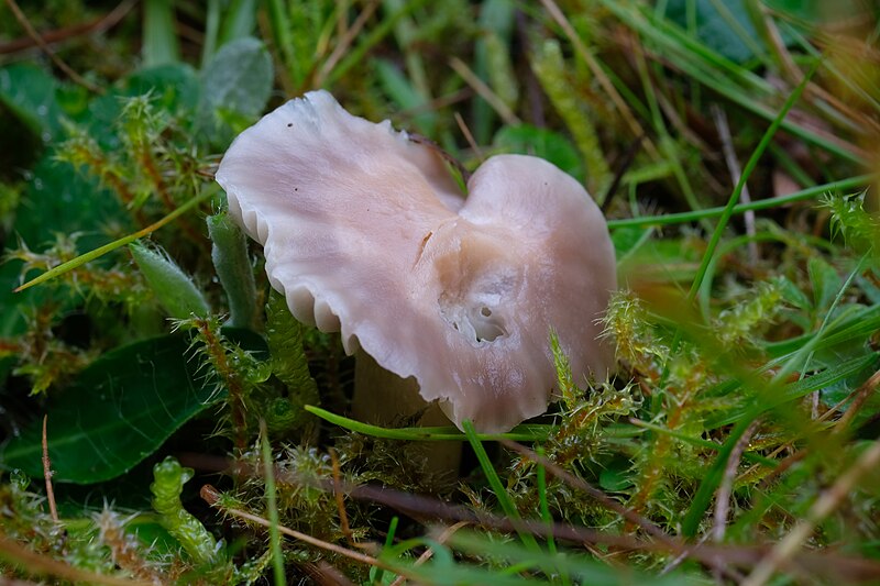 File:Cuphophyllus flavipes - Yellow Foot Waxcap (48812855077).jpg