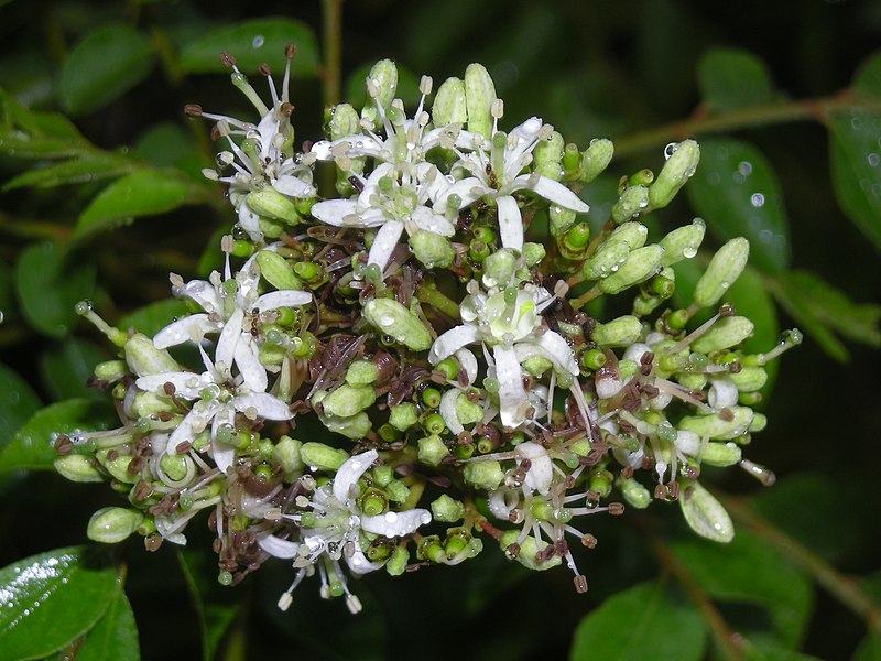 File:Curry Tree flower4.JPG