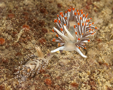 Cuthonella soboli (Cuthonellidae)