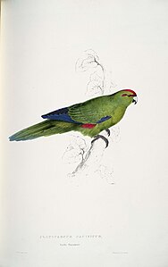 Edward Lear (1832)