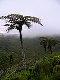 Vignette pour Cyathea glauca