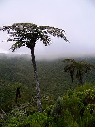 <span class="mw-page-title-main">Cyatheaceae</span> Family of ferns