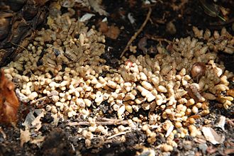 Coralloid roots of Cycas revoluta Cycas revoluta coralloid roots.JPG