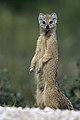 Image 3 Yellow mongoose Photo: Yathin S Krishnappa The yellow mongoose (Cynictis penicillata) is a small mammal averaging about 1 lb (1/2 kg) in weight and about 20 in (500 mm) in length. Found in southern Africa, it lives in flat areas ranging from semi-desert scrubland to grasslands. This carnivorous species lives in colonies of up to 20 individuals. More selected pictures