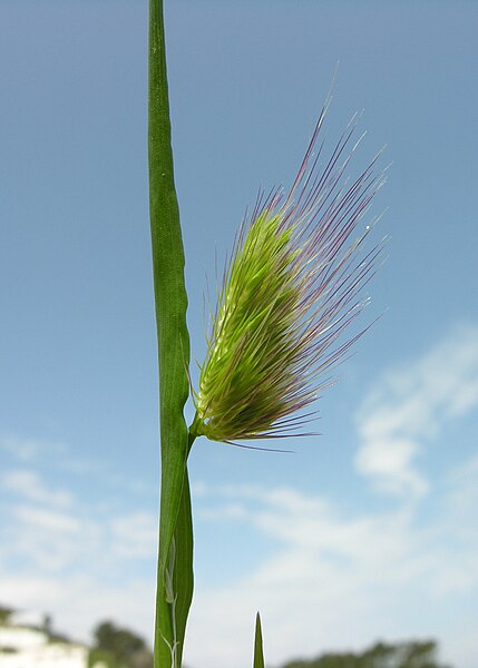 File:Cynosurus echinatus leaf (02).jpg