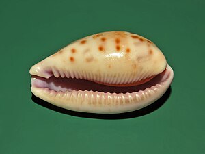A shell of Contradusta walkeri from Philippines, ventral view, anterior end towards the left Cypraeidae - Cypraea walkeri - Philippines-4.JPG