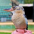 Dacelo leachii -Australia Zoo -perching on a hand-8a.jpg