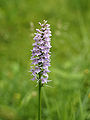 Dactylorhiza fuchsii Belgium