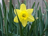 Daffodil-flower.jpg
