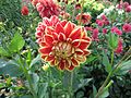 Dahlia 'Maxime'