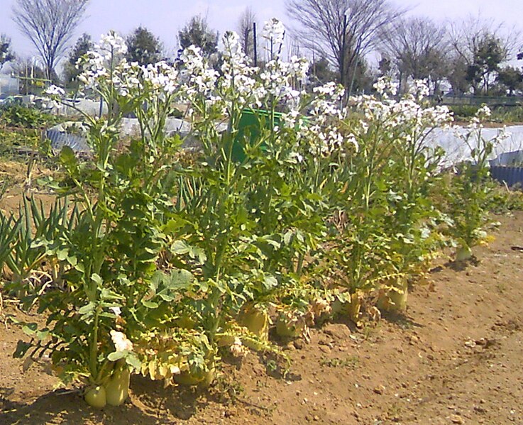 File:Daikon blossoms.jpg