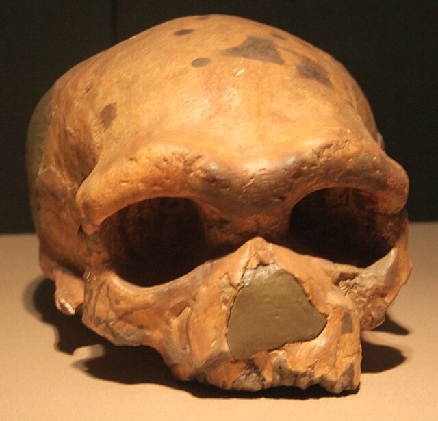 Restoration of the skull Shaanxi History Museum