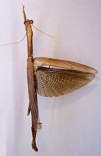 <i>Danuria buchholzi</i> Species of praying mantis