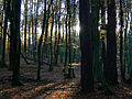 Μικρογραφία για το Δάσος Νταρζλούμπσκα