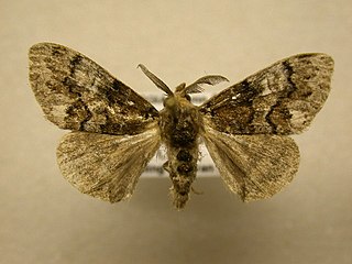 <i>Dasychira manto</i> Species of moth