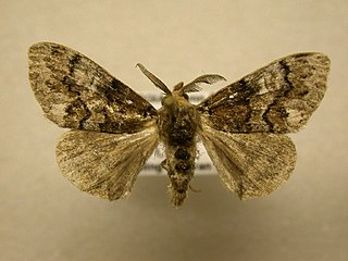 <i>Dasychira manto</i> species of moth