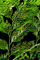 Davallia canariensis (cultivated) 03 ies.jpg