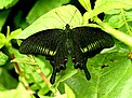 Butterfly of Uttaranchal Praant (Hindustan)