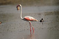 Miniatyrbild för Större flamingo