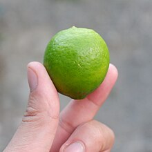 Key lime is known as dayap in the Philippines, where it is native Dayap or Philippine keylime.jpg