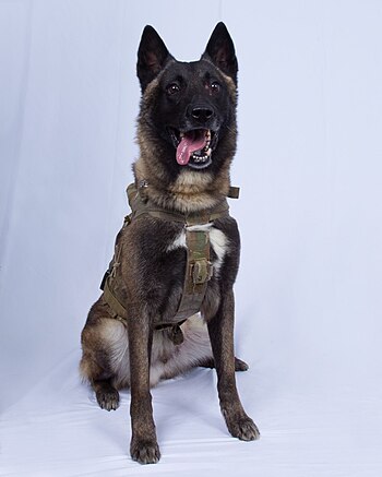 Conan, the American Special Operations Military Working Dog that chased after Baghdadi