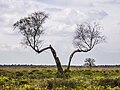 * Предлог Deelerwoud, (the eastern part.) Birchs on a heathland. --Agnes Monkelbaan 04:14, 7 June 2024 (UTC) * Поддршка  Support Good quality. --Plozessor 04:31, 7 June 2024 (UTC)