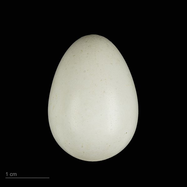 File:Dendrocopos leucotos leucotos MHNT.ZOO.2010.11.164.2.jpg