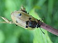 * Nomination Four-spotted Carrion Beetle (Dendroxena quadrimaculata) --Falcoperegrinus 03:36, 16 June 2019 (UTC) * Promotion  Support Good quality. --Ercé 07:06, 16 June 2019 (UTC)