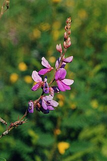 <i>Desmodium canadense</i> species of plant