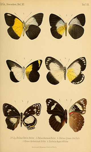 <i>Mynes katharina</i> Species of butterfly