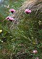Voralpen- Karthäuser-Nelke (Dianthus carthusianorum subsp. alpestris)