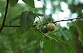 branches and immature fruit