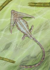 Life restoration of the Permian amphibian Diploceraspis Diploceraspis12DB.jpg