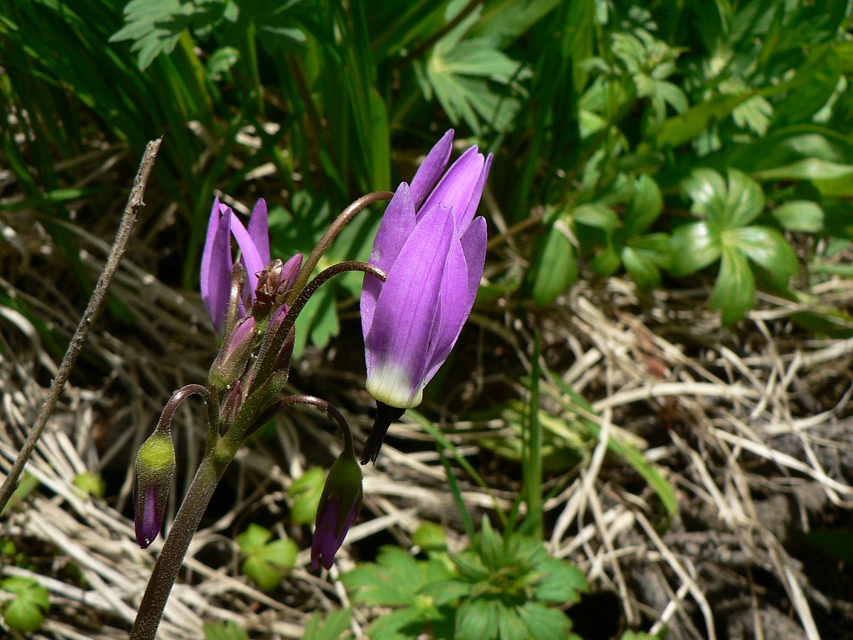 Цветок шок. Додекатеон jeffreyi. Додекатеон Джеффри 1шт /Dodecatheon jeffreyi. Dodecatheon alpinum Додекатеон Альпийский. Додекатеон Медиа (Dodecatheon).