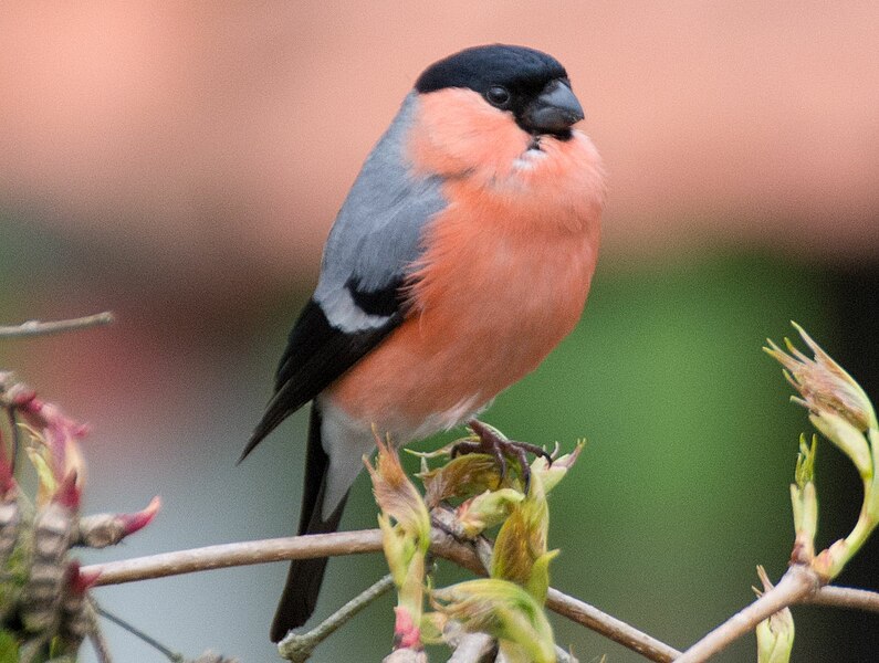 File:Dohmpfaff, bullfinch, Pyrrhula pyrrhula, bird.jpg