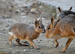 Young mara and older one sniffing each other, from the zoological garden of the Jardin des plantes in Paris Dolichotis patagonum sniff JdP.jpg