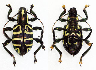 <i>Doliops</i> Genus of beetles