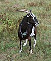 * Nomination Domestic goat (2) -- George Chernilevsky 09:40, 15 October 2020 (UTC) * Promotion  Support Good quality. --MB-one 16:20, 15 October 2020 (UTC)