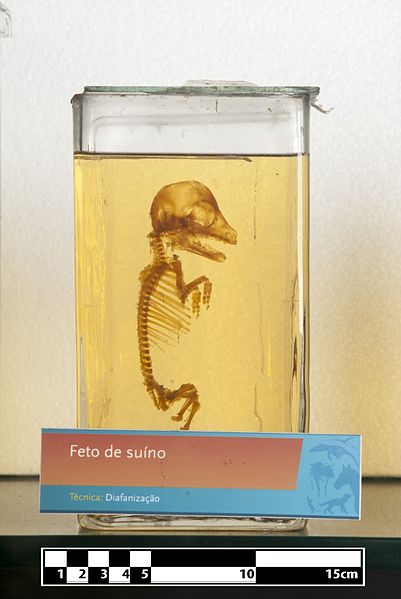 File:Domestic pig fetus- FMVZ USP-25.jpg