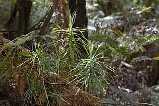 <i>Dracophyllum strictum</i> Species of flowering plant in the heath family Ericaceae