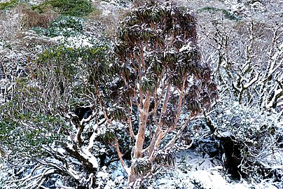 D. traversii covered in snow on Arthur's pass, where the first type specimen was taken.