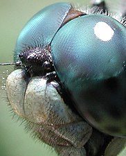 トンボ（六脚類・昆虫類）の巨大な複眼（青）