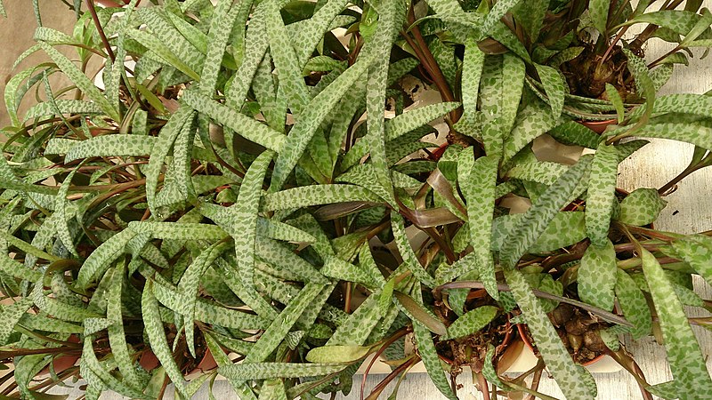 File:Drimiopsis botryoides ssp. botryoides 3.jpg