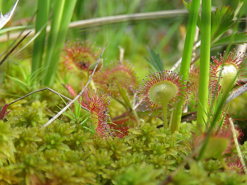 File:Drosera rotundifolia 2 - rosulja.jpg