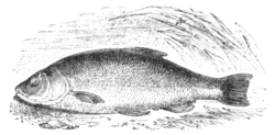 Fig. 27.—The Tench.